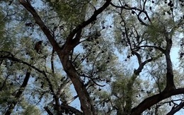 Ngôi làng Ấn Độ kiên quyết bảo vệ hàng trăm 'thần' dơi giữa đại dịch COVID-19