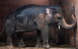 35 năm khổ sở của 'chú voi cô độc nhất hành tinh' sắp được tự do: Gánh chịu nỗi đau mất bạn đời, tình trạng sức khỏe ai nghe cũng xót xa