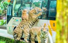 [VIDEO] Nhiều vườn bách thú phải đóng cửa do Covid-19, động vật trầm cảm vì "nhớ" khách