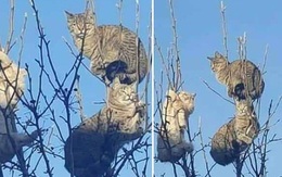 Những chú mèo được nuôi dạy bởi đám chim trời, chỉ thích tụ bạ ở ngọn cây