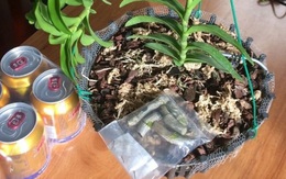 Lâm Đồng: Lừa bán lan đột biến Hồng Minh Châu hơn 1 tỷ, nam thanh niên tỉnh Hòa Bình bị khởi tố, tạm giam