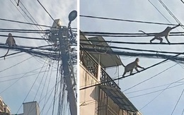 Lạ lùng đàn khỉ “tung hoành” ngay giữa TP Hồ Chí Minh