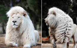 Loạt ảnh cận cảnh sư tử trắng ai nhìn cũng kinh ngạc