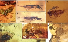 Ngỡ ngàng nhìn thấy "cụ" bọ cánh cứng trong hổ phách 100 triệu năm