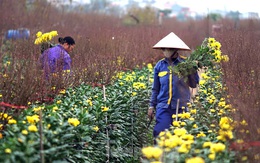 Cúc vàng Nhật Tân 7.000 đồng/bông, đào Nhật Tân hút khách dịp cận Tết