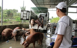 Hụt nguồn heo Thái Lan, heo hơi trong nước tăng giá