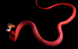Phát hiện mới về sự tiến hóa của loài rắn: 'Cơ chế nam châm' giúp chúng kháng lại nọc độc kẻ thù