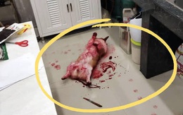 Tìm chó đi lạc, chàng trai kinh hãi phát hiện con vật đang nằm im trong vũng máu cạnh con dao nhưng sự thật đằng sau khiến ai cũng ngã ngửa