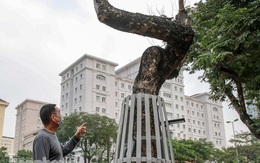 Hàng cây sưa 'trăm tỷ' chết khô trên phố Hà Nội sẽ xử lý thế nào?