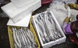 Nguy cơ chuỗi cung ứng toàn cầu đứt đoạn từ những thùng cá đông lạnh chất đống ở Trung Quốc