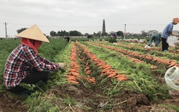 Bội thu tại vùng sản xuất chuyên canh cà rốt