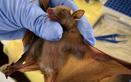 Sau HIV, Ebola, COVID-19, thế giới lo sợ đối mặt với 'bệnh X' bí ẩn