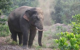 Một người dân nghi bị voi rừng tấn công nguy kịch