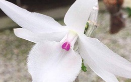 Bỏ gần 1 tỉ mua lan đột biến, 4 người nhận cái kết đắng