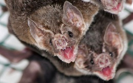 Bằng chứng cho thấy COVID-19 không có nguồn gốc từ hang dơi Trung Quốc