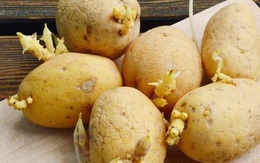 Khoai tây mọc mầm gây độc như thế nào? 5 lưu ý khi ăn khoai tây để đảm bảo cho sức khỏe