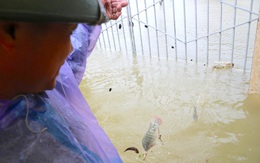 Người dân thả lưới bắt cá giữa đường ngập ở Hà Tĩnh