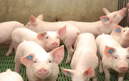 Xuất bán đàn lợn lỗ ngay hơn 30 triệu, người vay nợ xót xa vì đàn lợn đang 'ăn' mất sổ đỏ