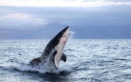 Lý do bất ngờ giải thích tại sao cá mập trắng lớn tấn công con người