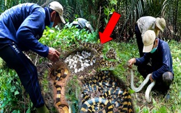 Quay lại chốn cũ sau 3 năm, nhóm người phát hiện hơn 40 con rắn độc hơn cả hổ mang