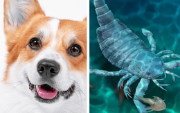 Con bọ cạp biển to bằng chó nhà xuất hiện ở Trung Quốc