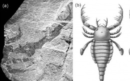 Trung Quốc phát hiện hóa thạch “bọ cạp biển” 430 triệu năm