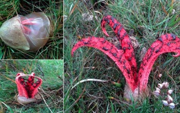 "Bàn tay quỷ" chui ra từ những quả trứng kỳ dị trong rừng, nhìn ghê sợ nhưng hóa ra là thứ cực kỳ quý hiếm