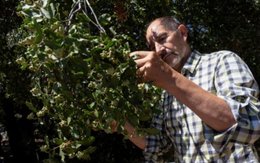 Loại cây quý hiếm chỉ có ở Chile này có thể tạo ra 4,4 tỷ liều vắc-xin COVID-19