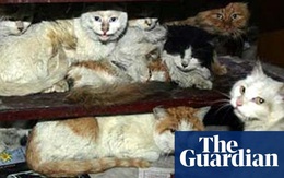 Chính quyền một địa phương ở Trung Quốc bị chỉ trích vì giết ba con mèo mắc COVID-19