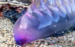 Sinh vật kịch độc với toàn thân màu tím xuất hiện trên bãi biển ở Anh