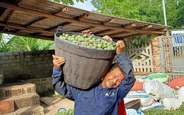 Thu mua cau bán cho Trung Quốc, kiếm hàng trăm triệu đồng mỗi vụ