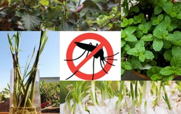 8 loài cây trồng trong nhà vừa đẹp vừa thơm, giúp đuổi muỗi hiệu quả mà không cần hóa chất