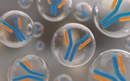 Kháng thể tồn tại 10 tháng sau mắc Covid-19 dù chưa tiêm ngừa