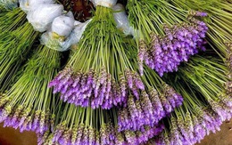 Lavender Đà Lạt đi đường hàng không về khiến chị em Hà Thành "mê như điếu đổ"