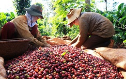 Giá cà phê lên đỉnh 10 năm lại ở thế 'một mình một chợ' giai đoạn này, cơ hội nào cho xuất khẩu cà phê Việt Nam?