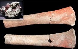 Khai quật gần 400 bộ xương người, phát hiện sự thật chấn động 5.000 năm