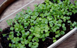 Ăn rau mầm đúng cách để không ngộ độc và tốt cho sức khỏe