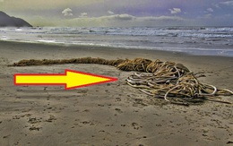 Hốt hoảng dọn đống 'dây cáp' dạt vào bờ biển, chuyên gia: Đừng đụng vào!