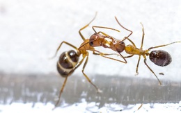 Những con kiến có hai dạ dày, một để ăn, một chỉ dùng để hôn