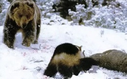 Nếu như không có hổ, gấu nâu, sói, linh miêu và chồn sói sẽ bước vào 'chiến tranh không hồi kết'!