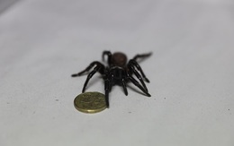 Phát hiện siêu nhện "Megaspider" với nanh dài 2cm có thể xuyên thủng móng tay người, kèm nọc độc cực mạnh