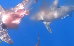 Kinh dị cảnh cá mập bị đồng loại xé toạc thân
