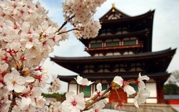 Nhật Bản hủy tập trận vì sợ làm hỏng cây hoa anh đào