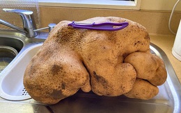 Choáng váng phát hiện ra củ khoai tây khủng nặng 8kg trong vườn nhà