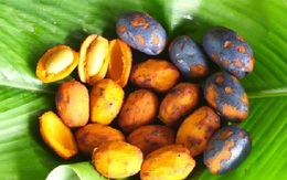 Quả cọ, thứ quà tuổi thơ đang gây "sốt" chợ mạng những ngày đầu đông: Chỉ người sành ăn mới biết vị