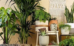 4 loại cây cảnh trồng trong nhà vừa đẹp vừa tốt cho sức khỏe