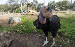 Gà Condor là loài sinh sản vô tính đầu tiên được biết đến