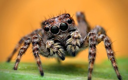 Bất ngờ loài nhện có IQ cao nhất: Biết đếm, đánh giá đối thủ, săn mồi có chiến thuật