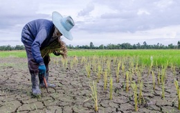 Biến đổi khí hậu đe dọa nghiêm trọng tới sinh kế của người nông dân và ngành nông nghiệp