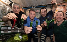 Các phi hành gia trên trạm ISS thu hoạch mẻ ớt không gian đầu tiên của nhân loại